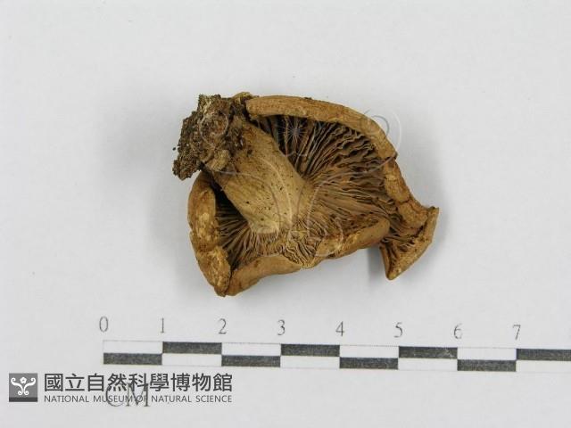 紅菇屬藏品圖，第3張