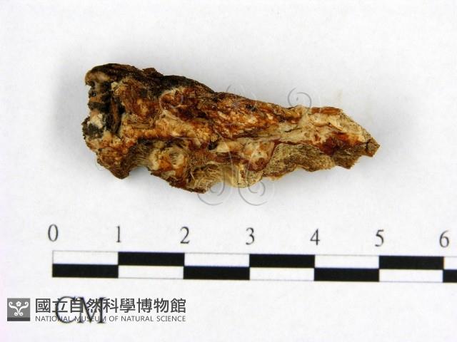 登錄號:F0019875藏品圖，第3張