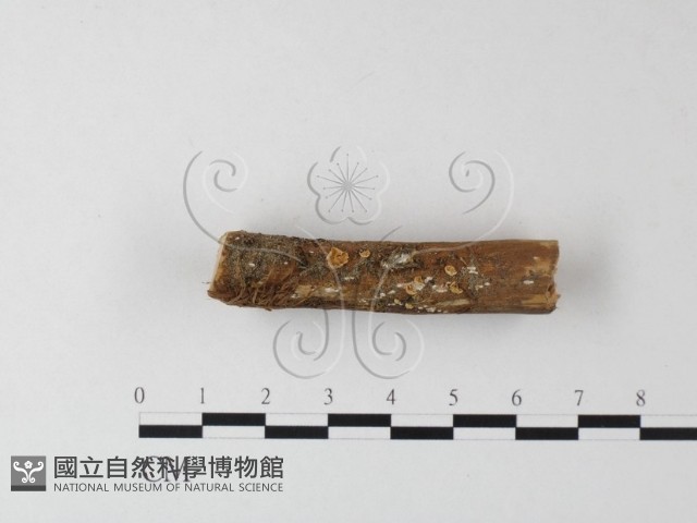 登錄號:F0023875藏品圖，第3張