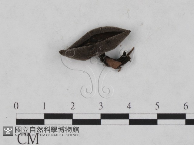 登錄號:F0013875藏品圖，第3張