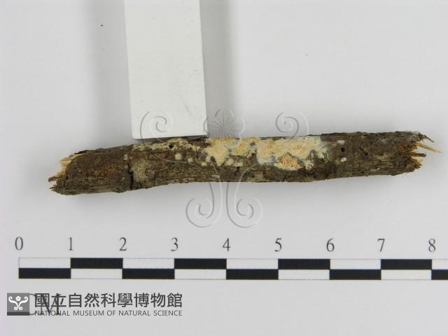 登錄號:F0008975藏品圖，第3張