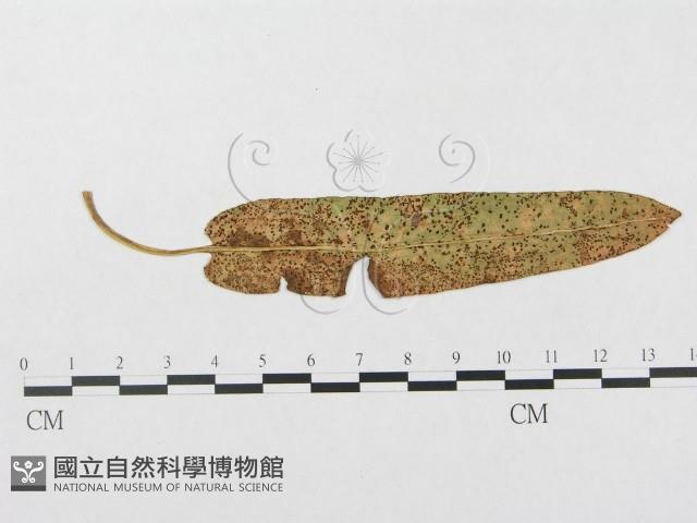 登錄號:F0018975藏品圖，第1張
