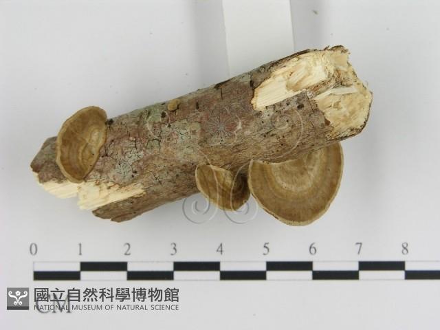 登錄號:F0020975藏品圖，第3張