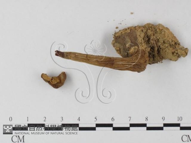 登錄號:F0010975藏品圖，第1張