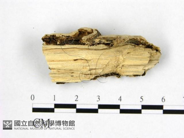 登錄號:F0006975藏品圖，第3張