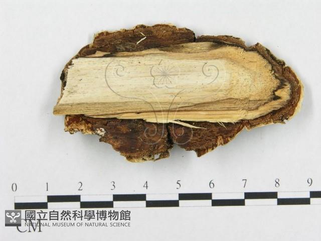 骨皮菌屬藏品圖，第3張