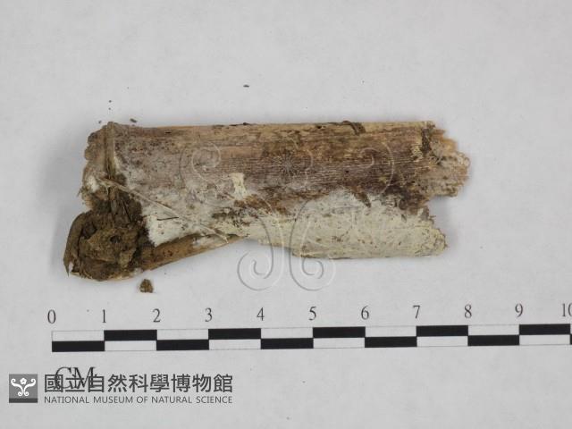 登錄號:F0024975藏品圖，第3張