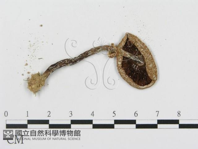 登錄號:F0004975藏品圖，第3張