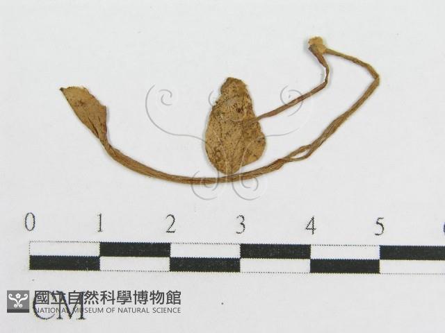 登錄號:F0012975藏品圖，第3張