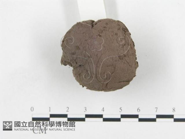 禿馬勃屬藏品圖，第3張
