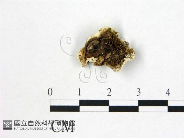 登錄號:F0005975藏品圖，第3張