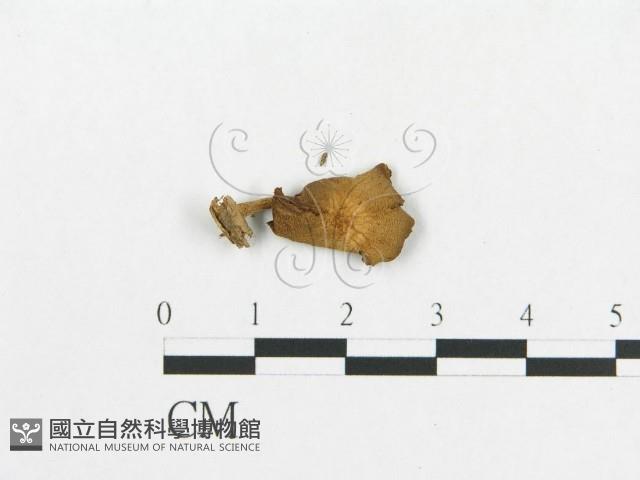 登錄號:F0015975藏品圖，第3張