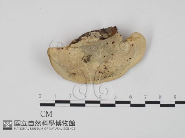 登錄號:F0009975藏品圖，第3張