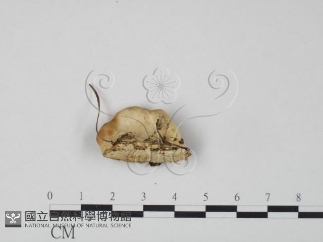 登錄號:F0019975藏品圖，第3張