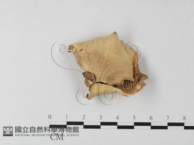 多孔菌屬藏品圖，第3張