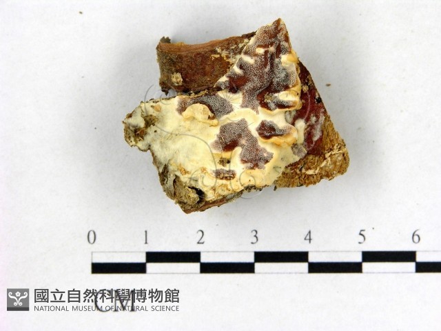 登錄號:F0013975藏品圖，第3張