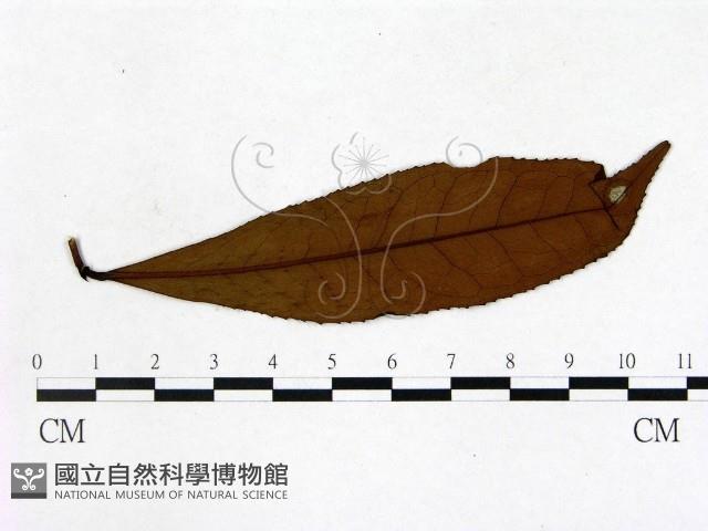 登錄號:F0020675藏品圖，第3張