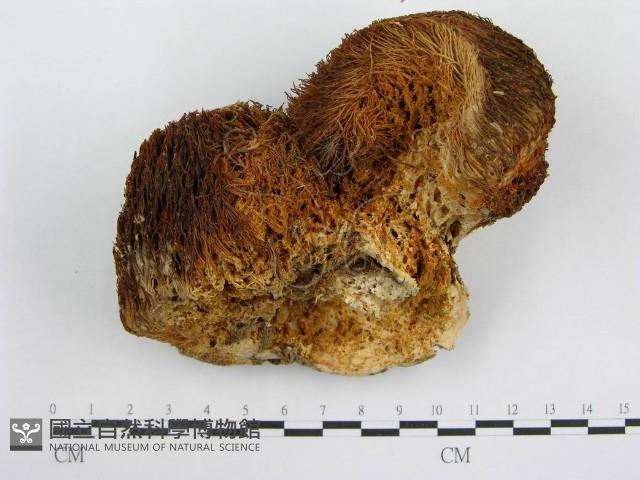 登錄號:F0010675藏品圖，第3張