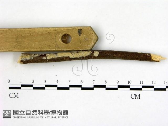 冇骨消絲齒菌藏品圖，第3張