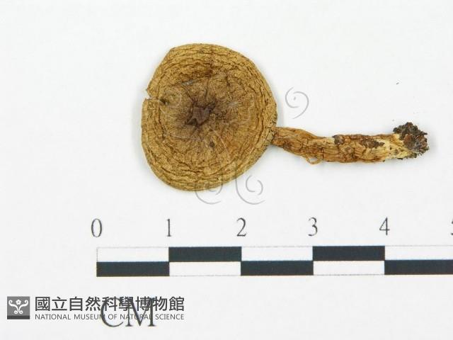 杯傘屬藏品圖，第3張