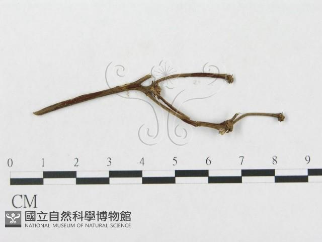 登錄號:F0011675藏品圖，第1張
