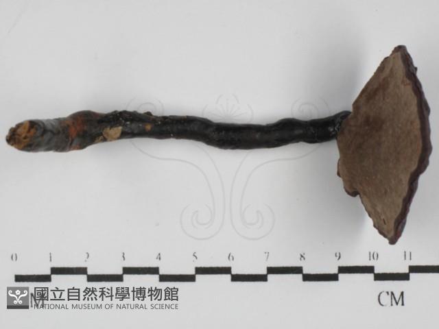 登錄號:F0031675藏品圖，第3張