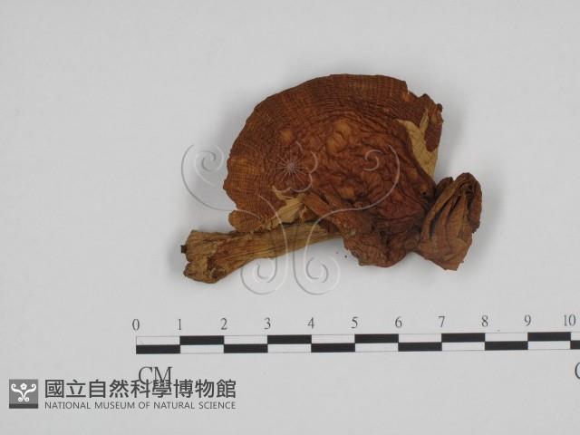 登錄號:F0024675藏品圖，第3張