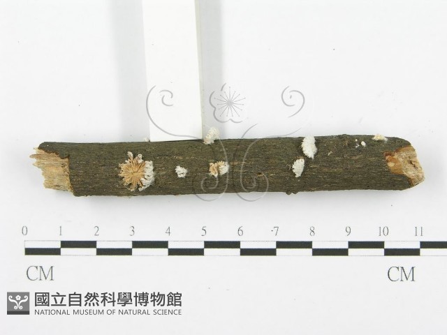 裂褶菌藏品圖，第3張