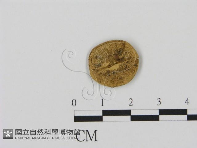 登錄號:F0002675藏品圖，第3張