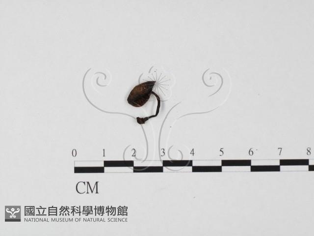 登錄號:F0025675藏品圖，第3張