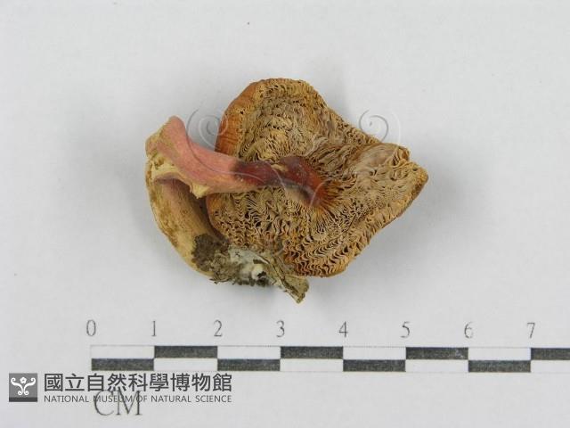 紅菇屬藏品圖，第3張