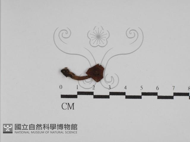 登錄號:F0008475藏品圖，第3張