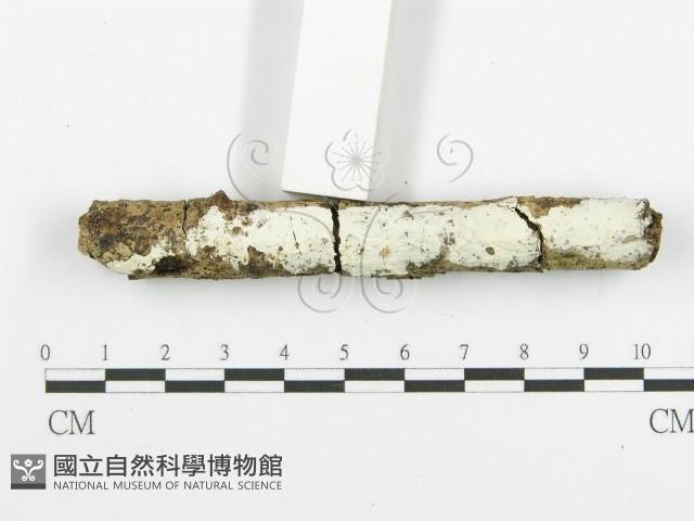 登錄號:F0020475藏品圖，第3張