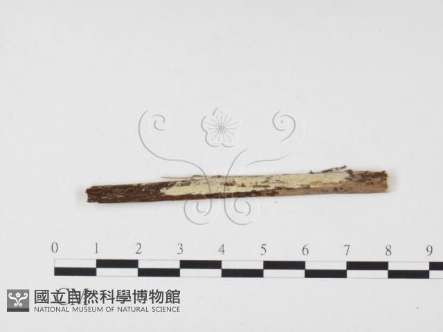 冇骨消絲齒菌藏品圖，第3張