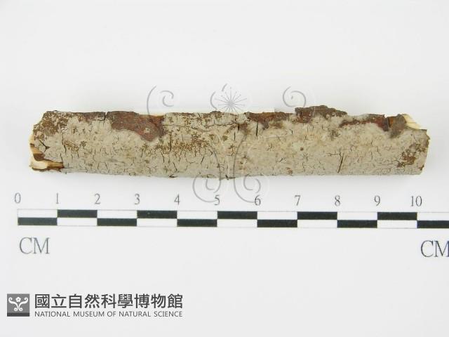 登錄號:F0010475藏品圖，第3張