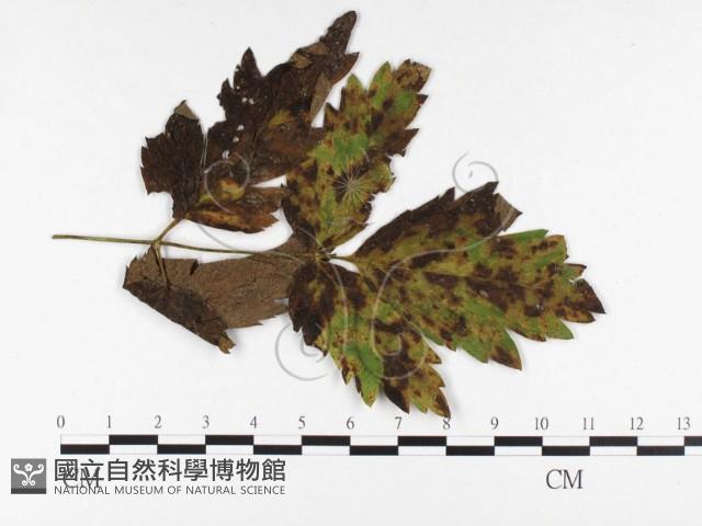 登錄號:F0026475藏品圖，第1張