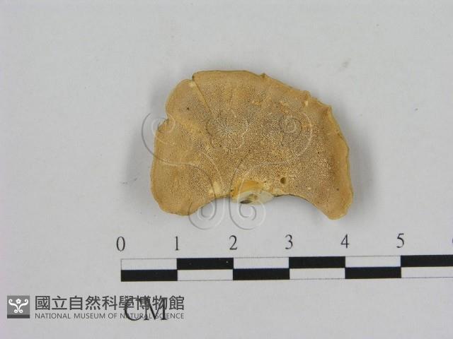 登錄號:F0006475藏品圖，第3張