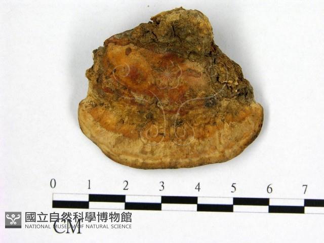 登錄號:F0016475藏品圖，第3張