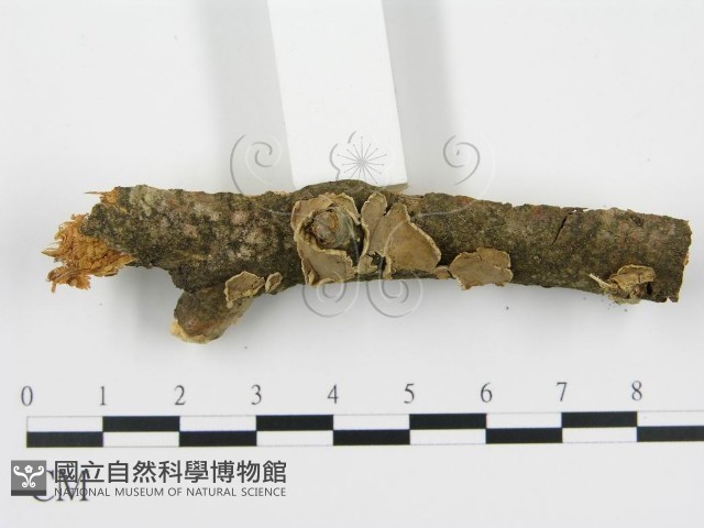登錄號:F0004475藏品圖，第3張