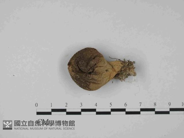 登錄號:F0014475藏品圖，第3張