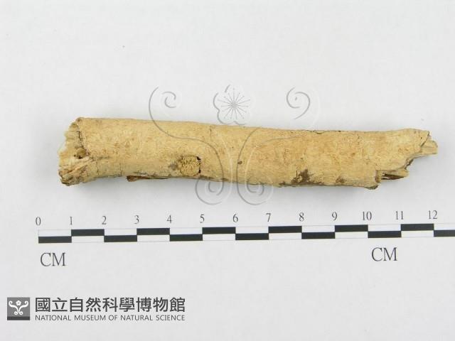 登錄號:F0002475藏品圖，第3張