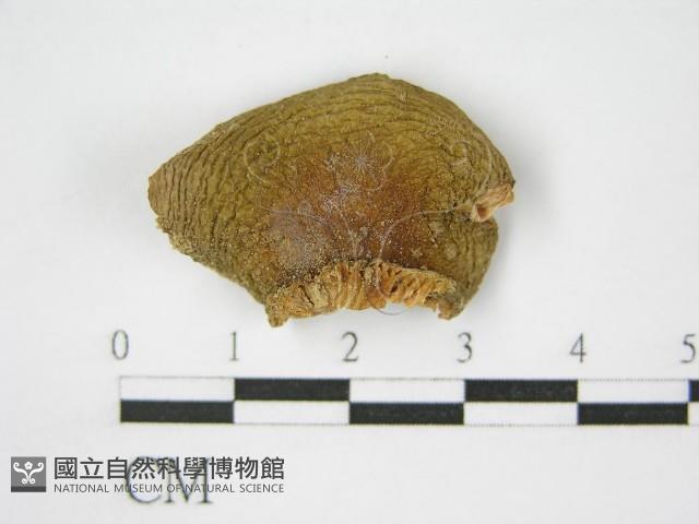 登錄號:F0012475藏品圖，第3張