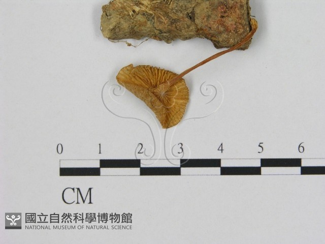 登錄號:F0005475藏品圖，第3張