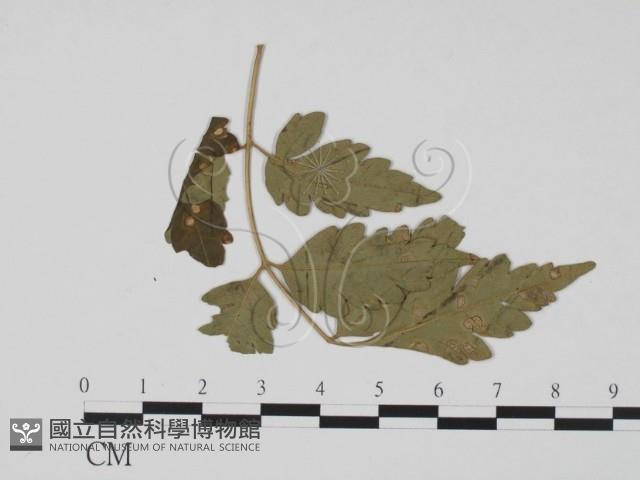 登錄號:F0019475藏品圖，第3張