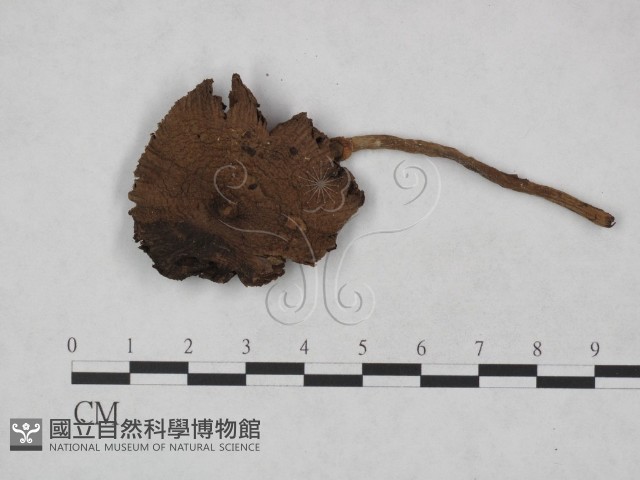 登錄號:F0023475藏品圖，第3張