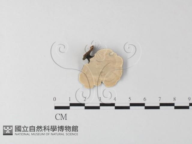相鄰小孔菌藏品圖，第3張