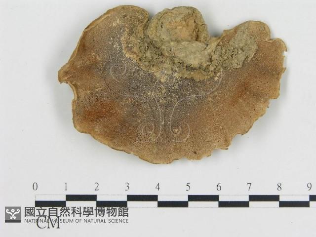 登錄號:F0018775藏品圖，第1張
