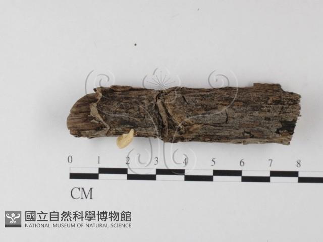 登錄號:F0010775藏品圖，第3張