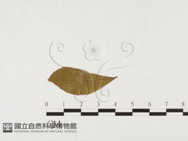 登錄號:F0026775藏品圖，第3張