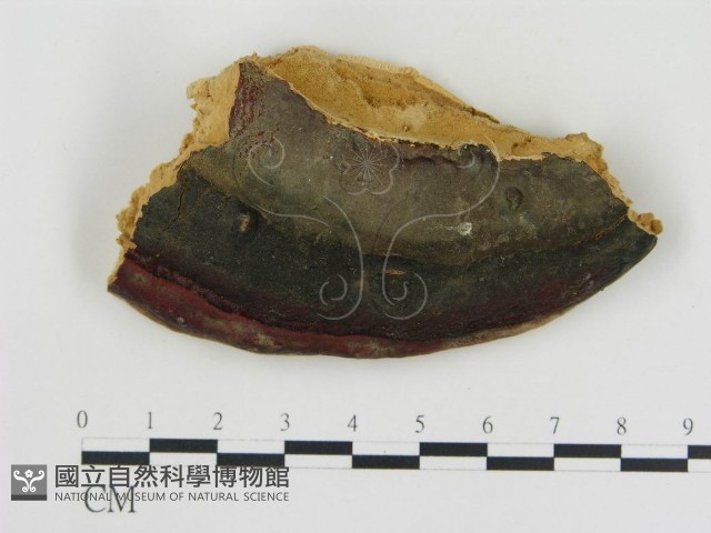 松生擬層孔菌藏品圖，第3張